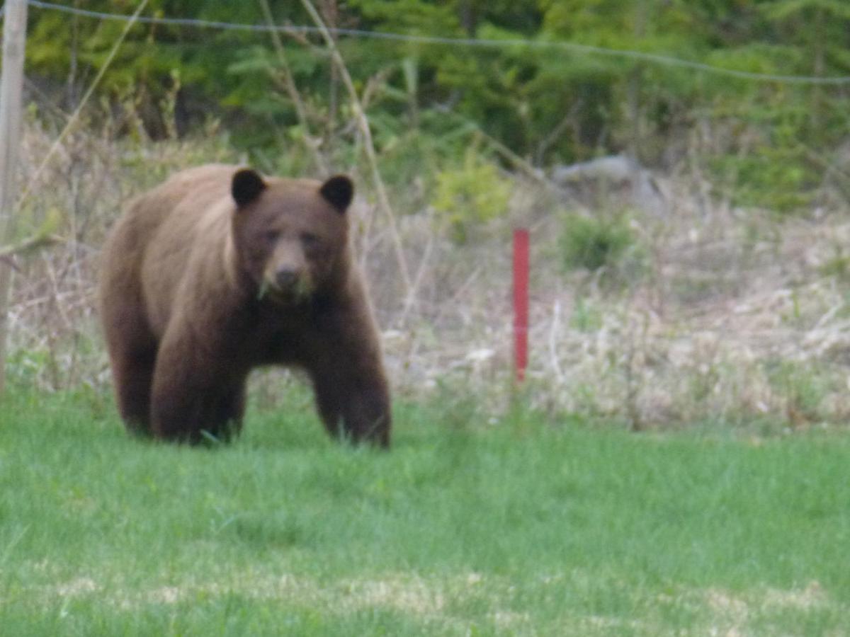 Little Black Bear Lodge/b&b Couette-café