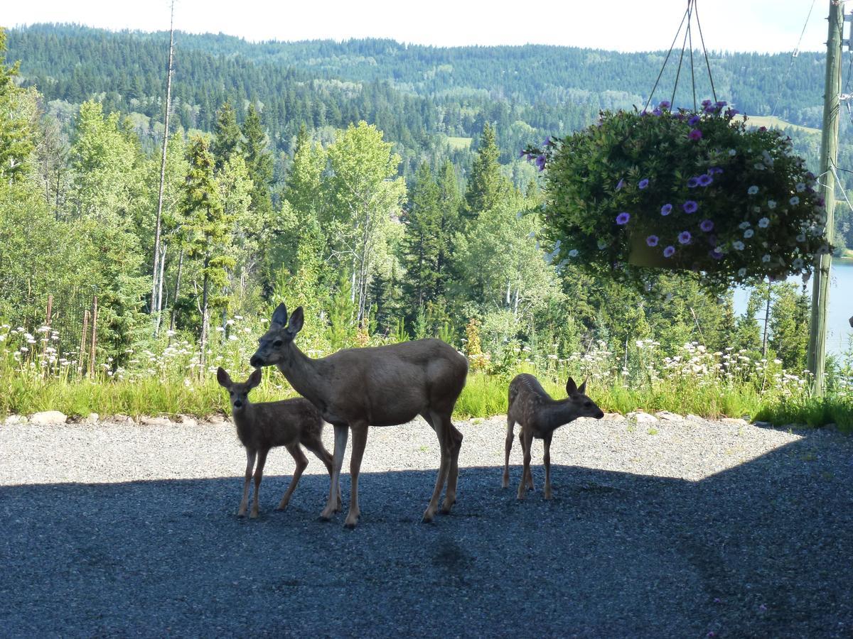 Couette-café Little Black Bear Lodge/b&b *