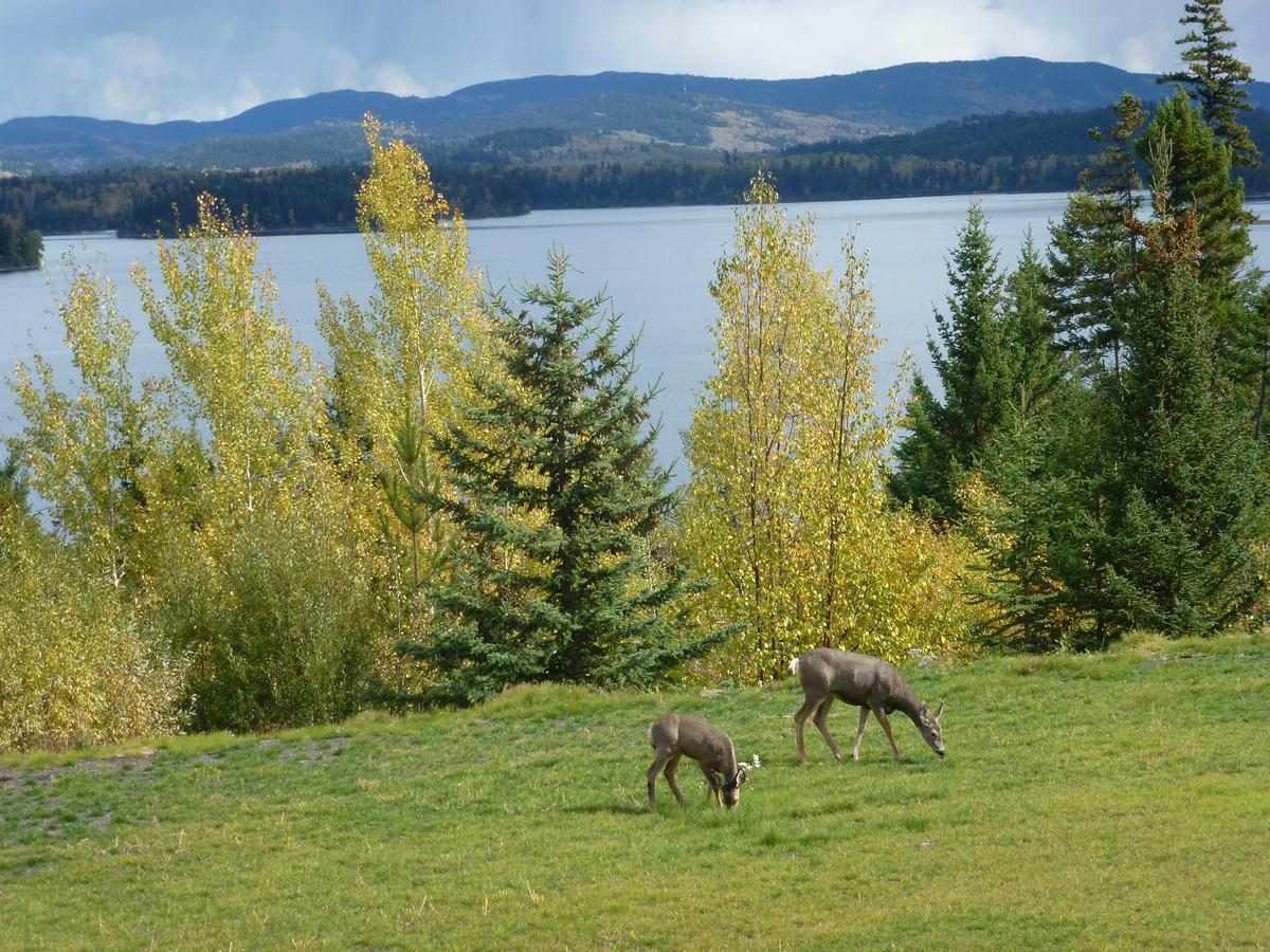 Little Black Bear Lodge/b&b * Bridge Lake