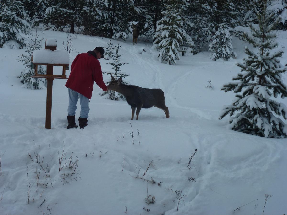 Little Black Bear Lodge/b&b * Bridge Lake
