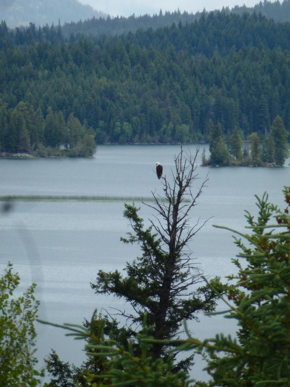 Little Black Bear Lodge/b&b * Bridge Lake