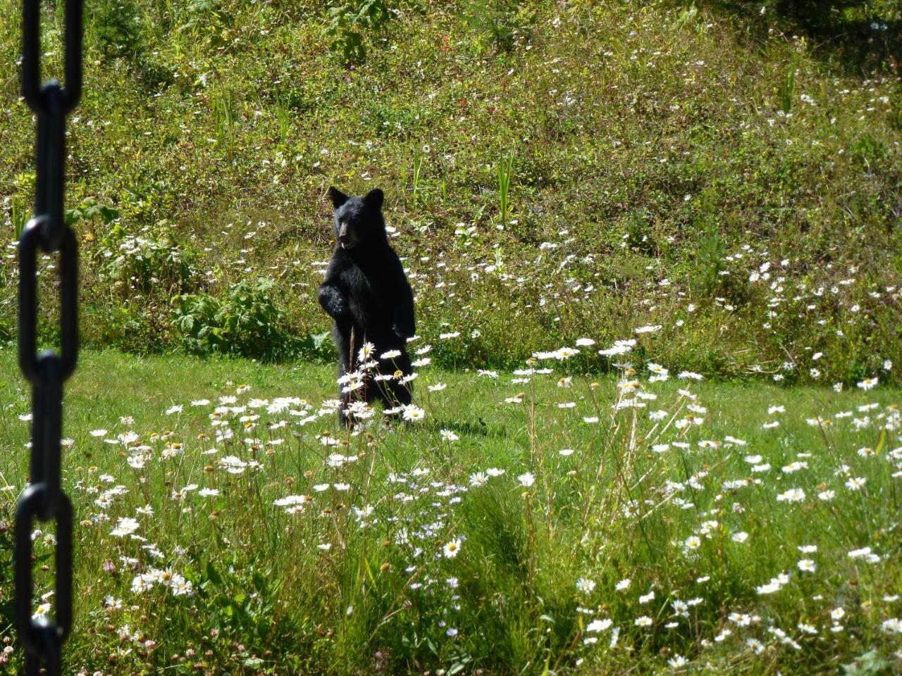 Couette-café Little Black Bear Lodge/b&b Bridge Lake